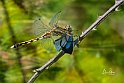 Orthetrum albistylum 2