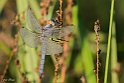 Orthetrum brunneum