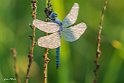 Orthetrum brunneum1