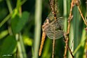 Orthetrum brunneum3