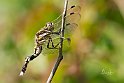 Orthetrum-albistylum-piegata