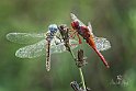 Selysiothemis nigra Crocothemis erythraea