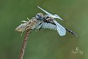 Selysiothemis nigra-3