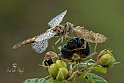 Selysiothemis nigra2