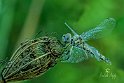 Selysiothemis-nigra1