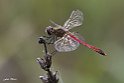 Sympetrum depressiusculum