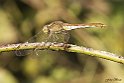 Sympetrum striolatum 1