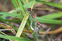 Sympetrum striolatum accoppiamento