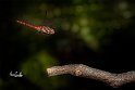 Sympetrum-Fonscolombii Maschio