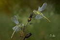 Sympetrum-Fonscolombii