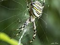 Argiope bruennichi femmina