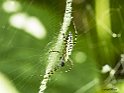 Argiope bruennichi