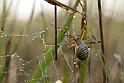 Argiope-bruennichi