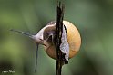 Cepaea hortensis