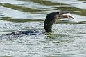 Cormorano a pesca 3