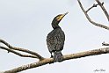 Cormorano appollaiato