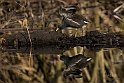 Gallinella-D'acqua1