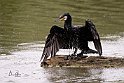 Cormorano-Gronda