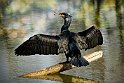 Cormorano