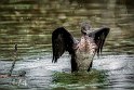 Cormorano-petto-bianco