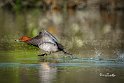 Moriglione-corre-sull'acqua