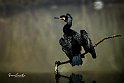 Cormorano-appollaiato