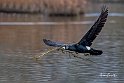 Cormorano-volo-bastoncino