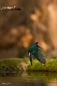 Alcedo-atthis-Picchiata-2