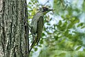 Picchio-verde-Robinia