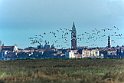 fenicotteri-venezia