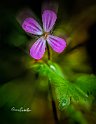 Geranium-robertianum