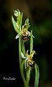 Ophrys-apifera-duo-no-cornice