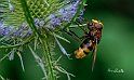 Volucella-zonaria-su-cardo-selvatico