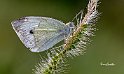 Cavolaia-maggiore-(Pieris-brassicae)