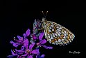 Melitaea-athalia